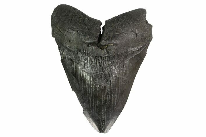 Fossil Megalodon Tooth - Georgia #144319